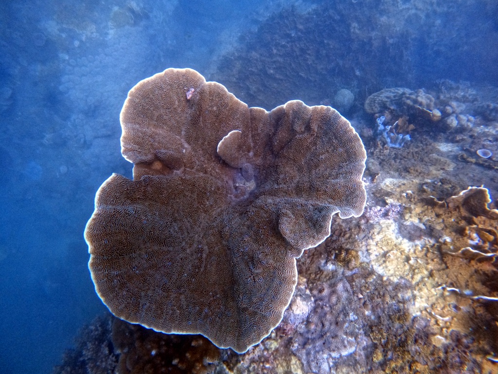 fun-diving-phu-quoc-01