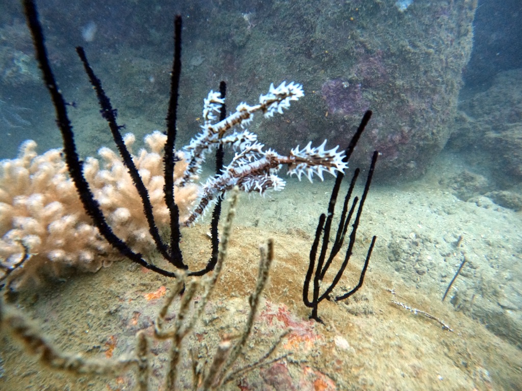 fun-diving-phu-quoc-01